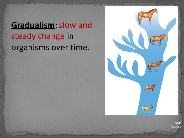 Gradualism: slow and steady change in organisms over time. Slide 50 of 20 