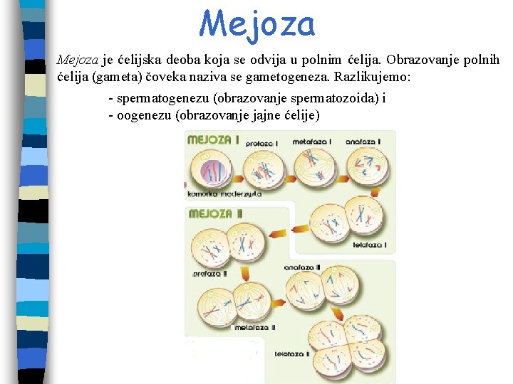 Mejoza je ćelijska deoba koja se odvija u polnim ćelija. Obrazovanje polnih ćelija (gameta) Mejoza je ćelijska deoba koja se odvija u polnim ćelija. Obrazovanje polnih ćelija (gameta)