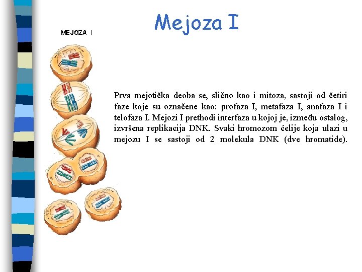 Mejoza I Prva mejotička deoba se, slično kao i mitoza, sastoji od četiri faze Mejoza I Prva mejotička deoba se, slično kao i mitoza, sastoji od četiri faze