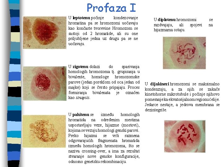 Profaza I U leptotenu počinje kondezovanje hromatina pa se hromozomi uočavaju kao končaste tvorevine Profaza I U leptotenu počinje kondezovanje hromatina pa se hromozomi uočavaju kao končaste tvorevine