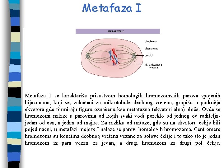 Metafaza I se karakteriše prisustvom homologih hromozomskih parova spojenih hijazmama, koji se, zakačeni za Metafaza I se karakteriše prisustvom homologih hromozomskih parova spojenih hijazmama, koji se, zakačeni za