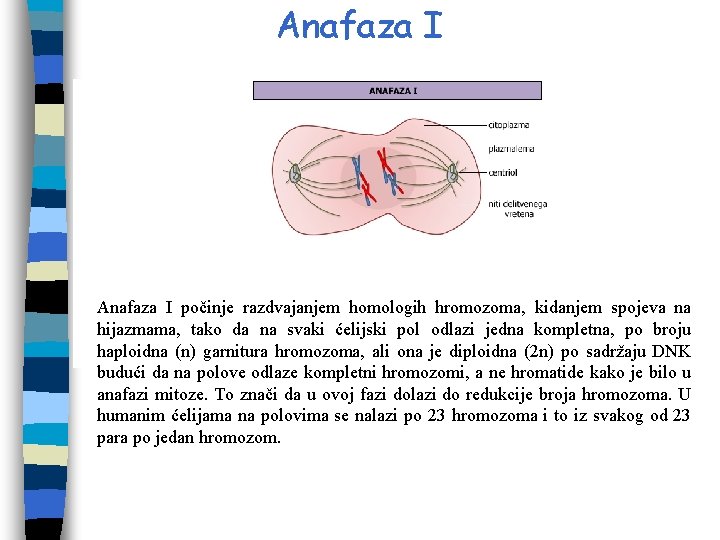 Anafaza I počinje razdvajanjem homologih hromozoma, kidanjem spojeva na hijazmama, tako da na svaki Anafaza I počinje razdvajanjem homologih hromozoma, kidanjem spojeva na hijazmama, tako da na svaki