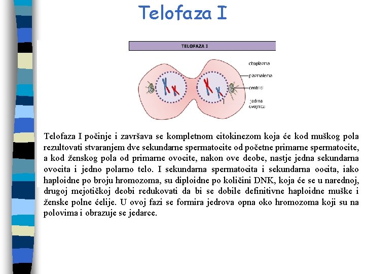 Telofaza I počinje i završava se kompletnom citokinezom koja će kod muškog pola rezultovati Telofaza I počinje i završava se kompletnom citokinezom koja će kod muškog pola rezultovati