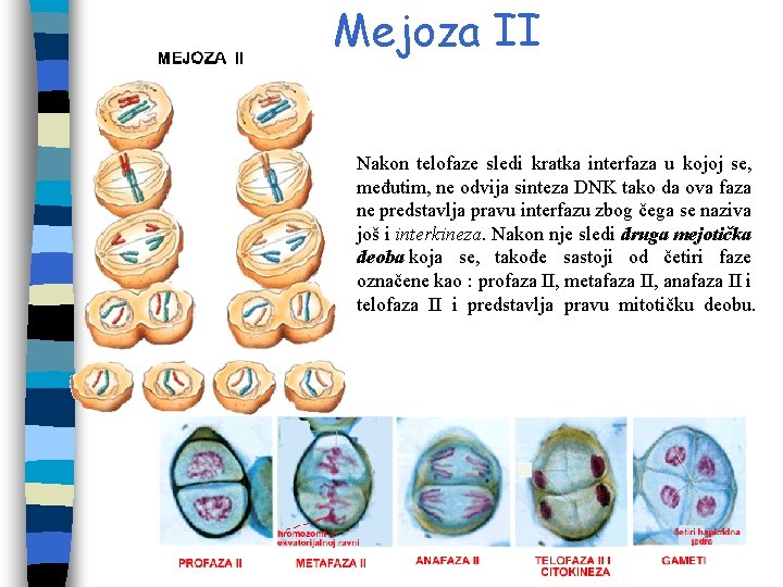Mejoza II Nakon telofaze sledi kratka interfaza u kojoj se, međutim, ne odvija sinteza Mejoza II Nakon telofaze sledi kratka interfaza u kojoj se, međutim, ne odvija sinteza