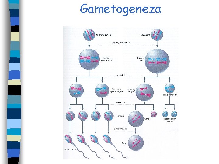 Gametogeneza Gametogeneza