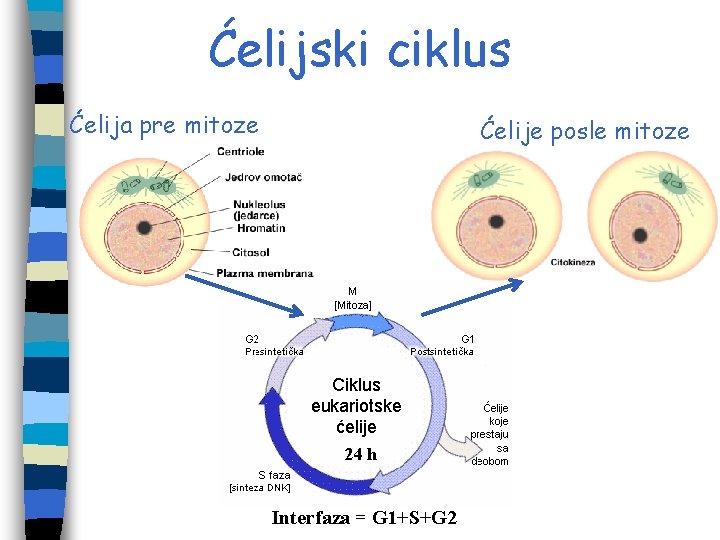 Ćelijski ciklus Ćelija pre mitoze Ćelije posle mitoze 24 h Interfaza = G 1+S+G Ćelijski ciklus Ćelija pre mitoze Ćelije posle mitoze 24 h Interfaza = G 1+S+G