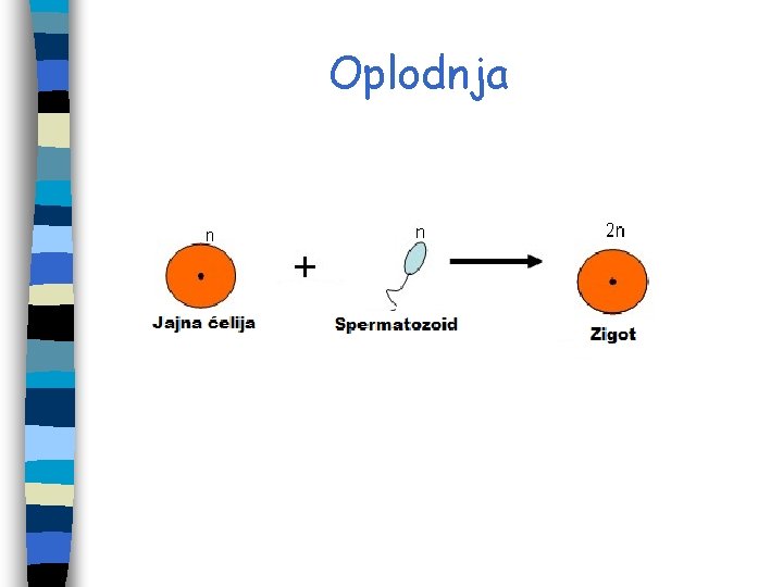 Oplodnja Oplodnja