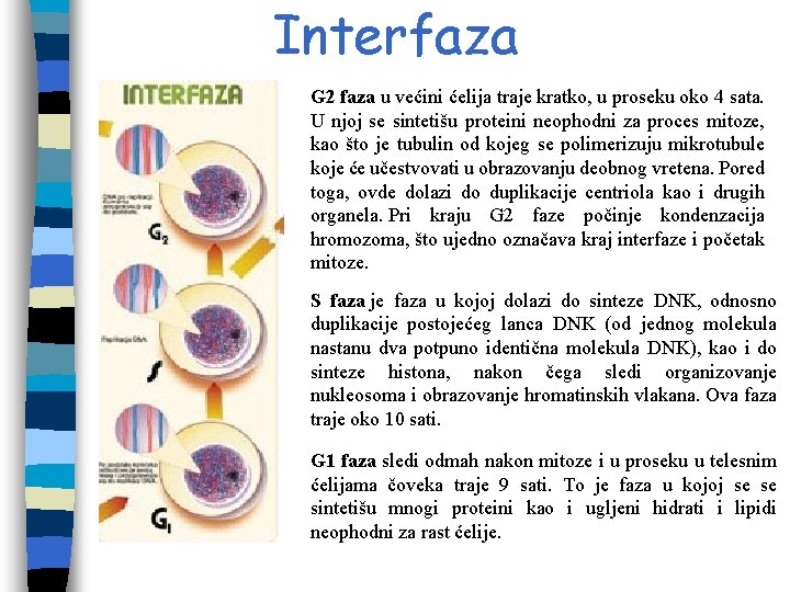 Interfaza G 2 faza u većini ćelija traje kratko, u proseku oko 4 sata. Interfaza G 2 faza u većini ćelija traje kratko, u proseku oko 4 sata.