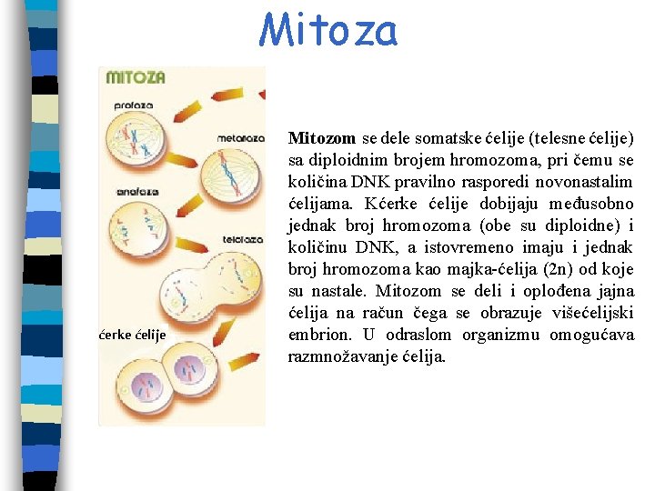 Mitoza ćerke ćelije Mitozom se dele somatske ćelije (telesne ćelije) sa diploidnim brojem hromozoma, Mitoza ćerke ćelije Mitozom se dele somatske ćelije (telesne ćelije) sa diploidnim brojem hromozoma,
