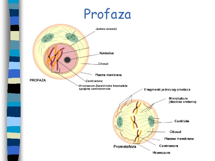 Profaza Profaza