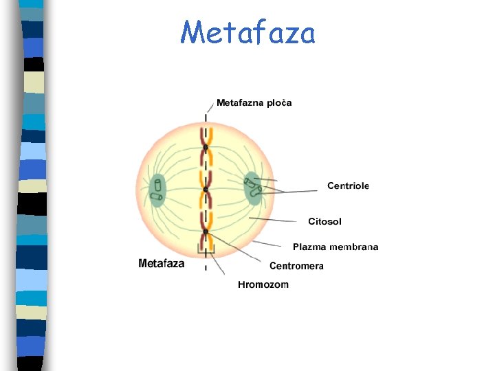 Metafaza Metafaza