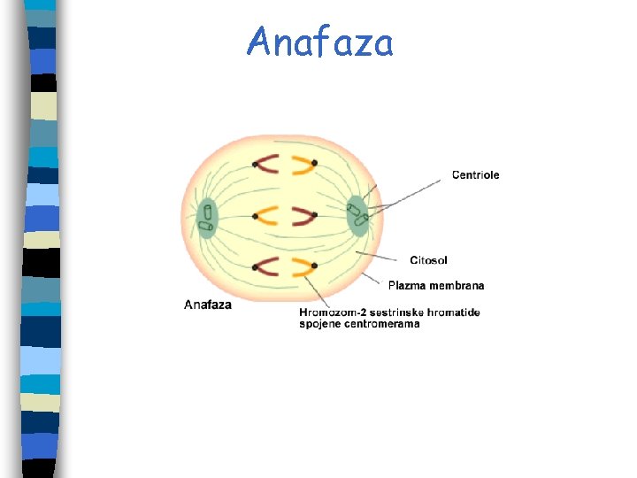 Anafaza Anafaza