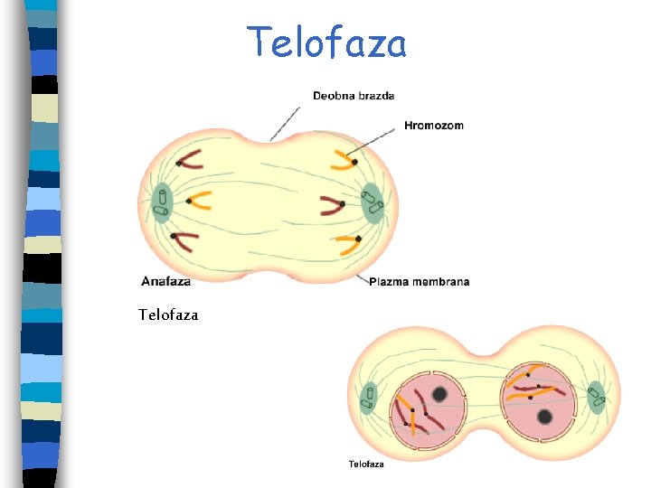 Telofaza Telofaza