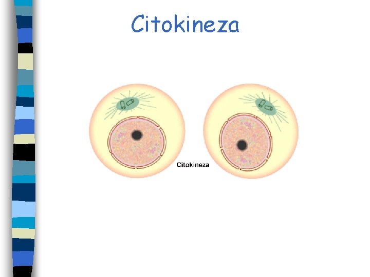 Citokineza Citokineza