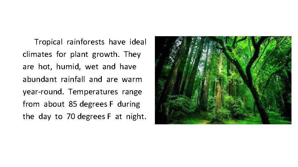 Tropical rainforests have ideal climates for plant growth. They are hot, humid, wet and