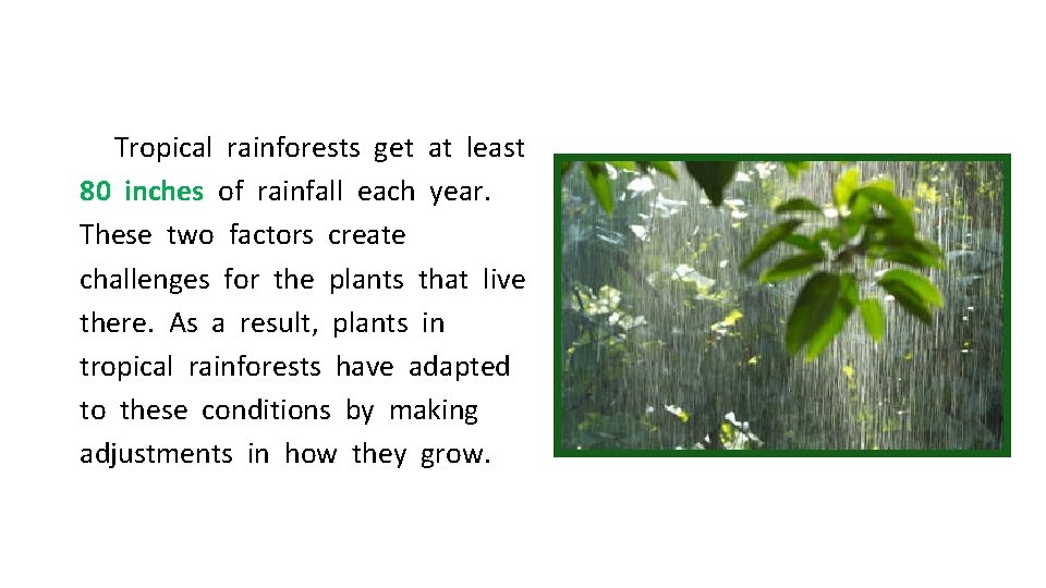 Tropical rainforests get at least 80 inches of rainfall each year. These two factors