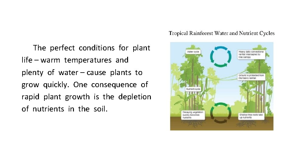 The perfect conditions for plant life – warm temperatures and plenty of water –