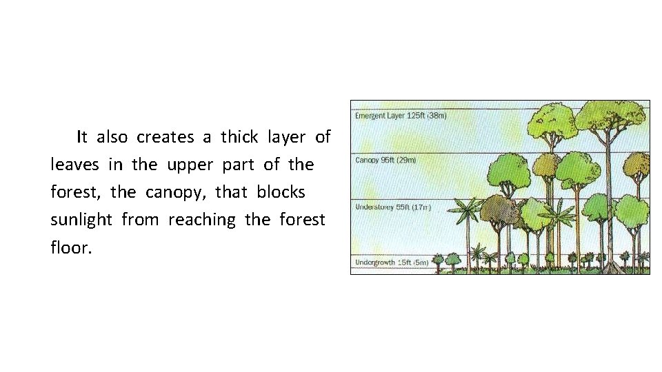 It also creates a thick layer of leaves in the upper part of the