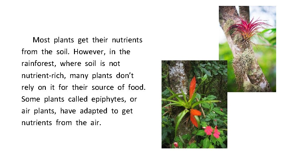 Most plants get their nutrients from the soil. However, in the rainforest, where soil