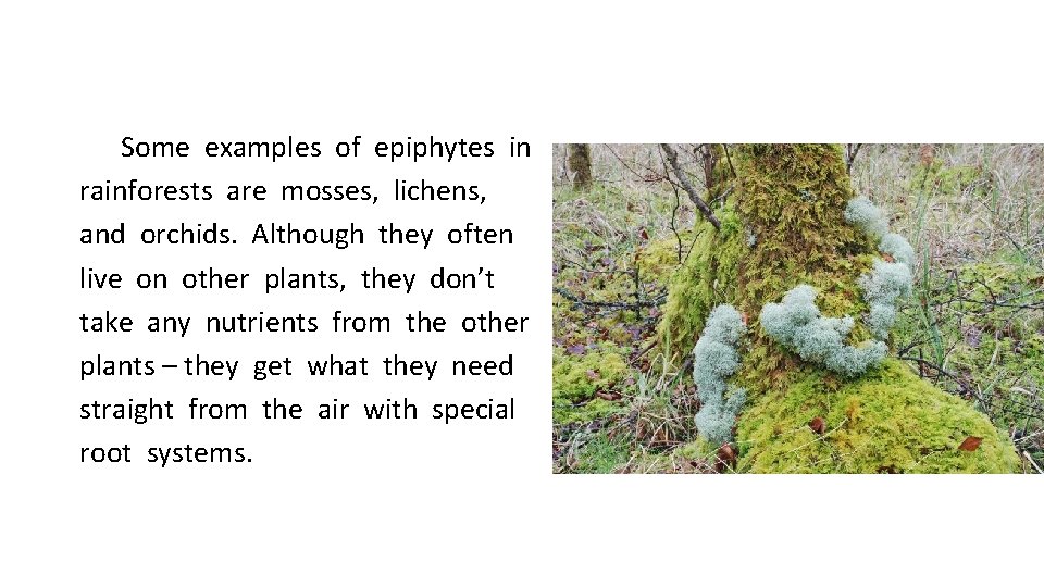 Some examples of epiphytes in rainforests are mosses, lichens, and orchids. Although they often