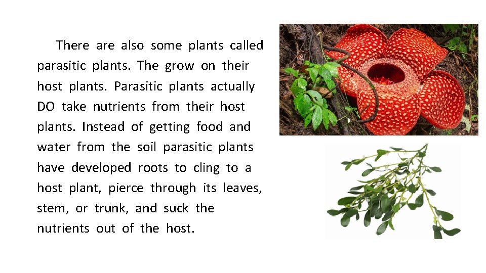 There also some plants called parasitic plants. The grow on their host plants. Parasitic