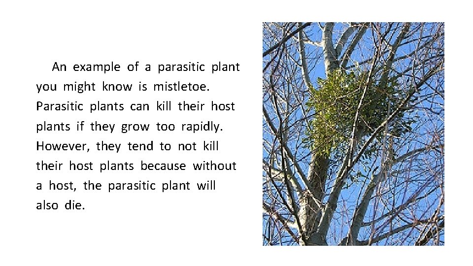 An example of a parasitic plant you might know is mistletoe. Parasitic plants can