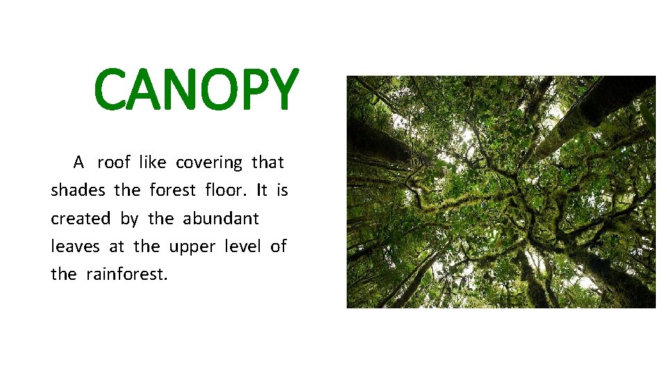 CANOPY A roof like covering that shades the forest floor. It is created by