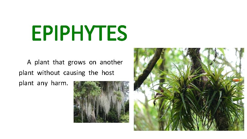 EPIPHYTES A plant that grows on another plant without causing the host plant any