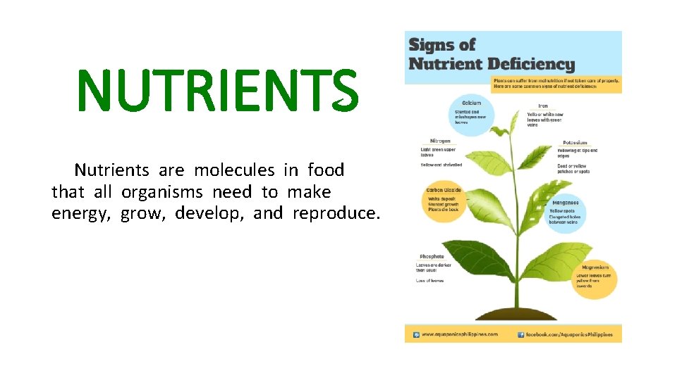 NUTRIENTS Nutrients are molecules in food that all organisms need to make energy, grow,