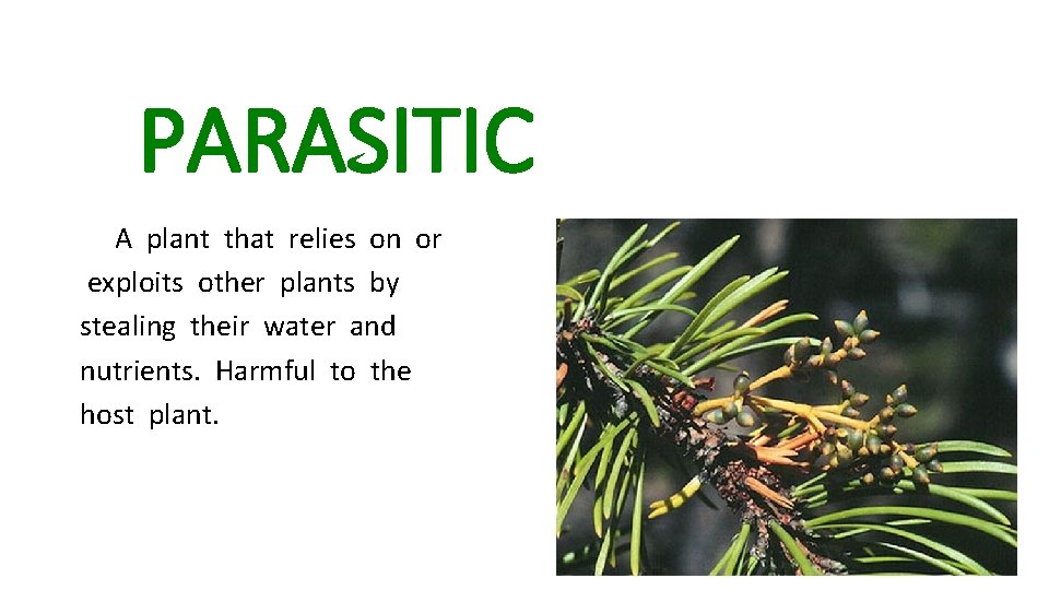 PARASITIC A plant that relies on or exploits other plants by stealing their water