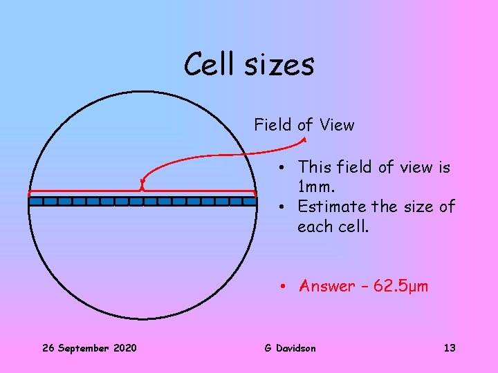 Cell sizes Field of View • This field of view is 1 mm. •