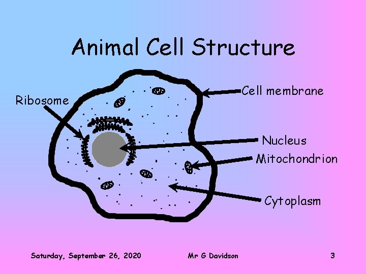 Animal Cell Structure Cell membrane Ribosome Nucleus Mitochondrion Cytoplasm Saturday, September 26, 2020 Mr