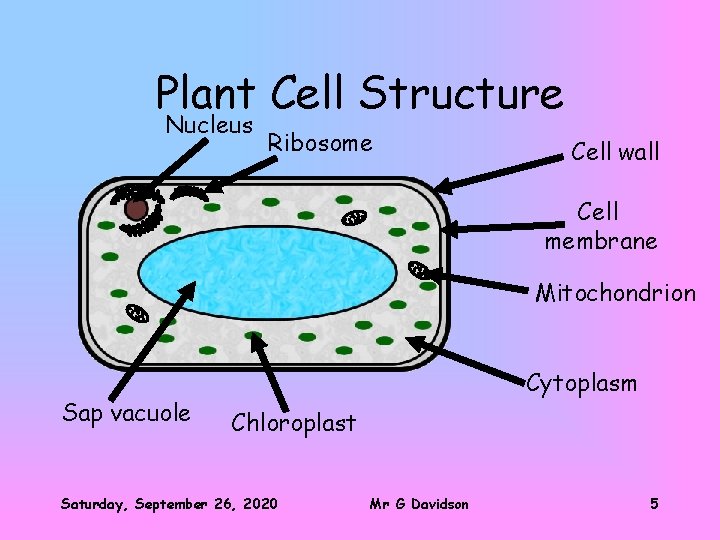 Plant Cell Structure Nucleus Ribosome Cell wall Cell membrane Mitochondrion Sap vacuole Cytoplasm Chloroplast