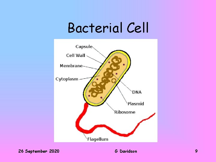 Bacterial Cell 26 September 2020 G Davidson 9 