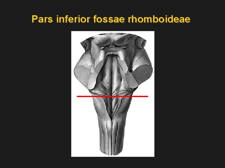 Pars inferior fossae rhomboideae 