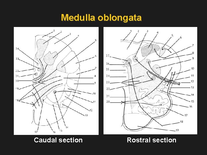Medulla oblongata Caudal section Rostral section 