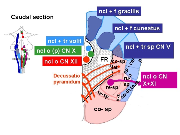 Caudal section ncl + f gracilis ncl + f cuneatus ncl + tr solit