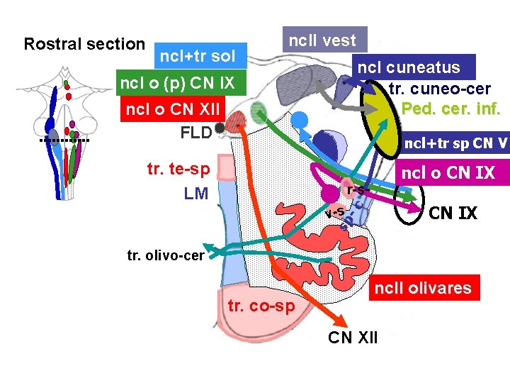 Rostral section ncl+tr sol ncll vest ncl cuneatus tr. cuneo-cer Ped. cer. inf. ncl