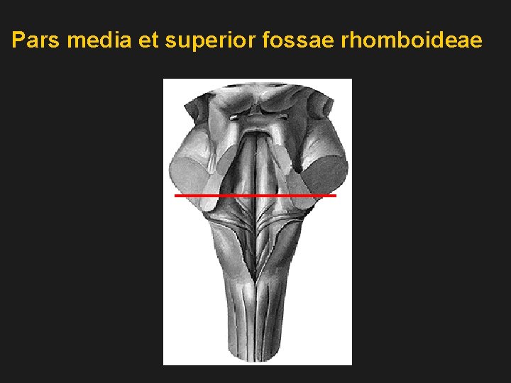 Pars media et superior fossae rhomboideae 