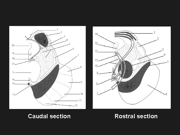 Caudal section Rostral section 