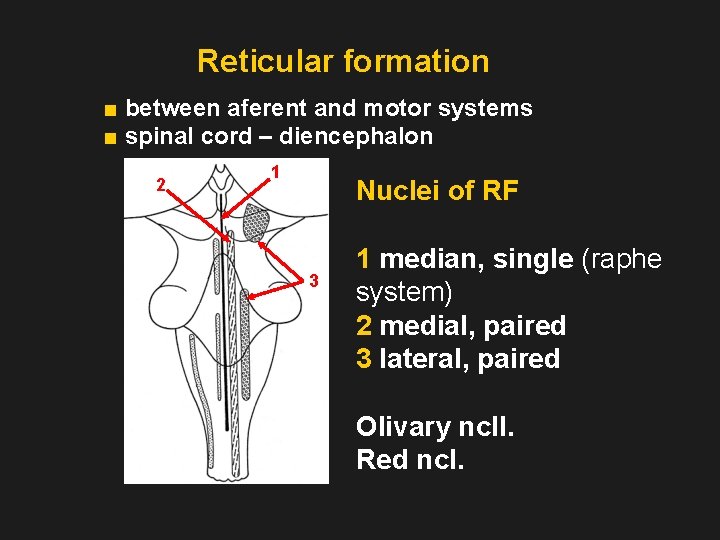 Reticular formation ■ between aferent and motor systems ■ spinal cord – diencephalon 2