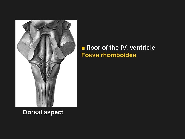 ■ floor of the IV. ventricle Fossa rhomboidea Dorsal aspect 