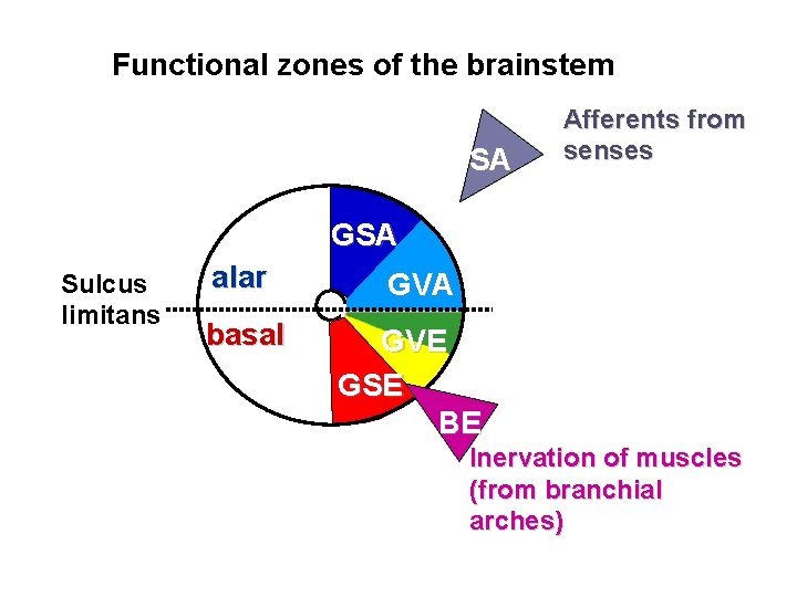 Functional zones of the brainstem SA Afferents from senses GSA Sulcus limitans alar basal