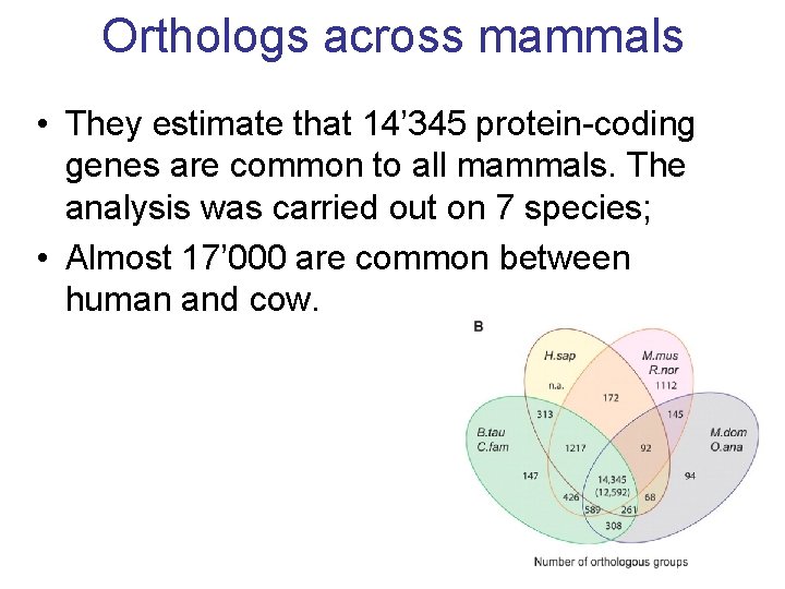 Orthologs across mammals • They estimate that 14’ 345 protein-coding genes are common to