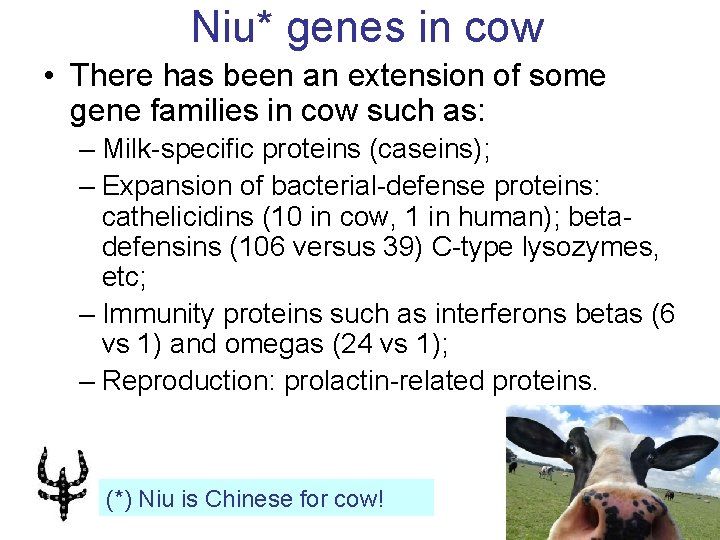Niu* genes in cow • There has been an extension of some gene families