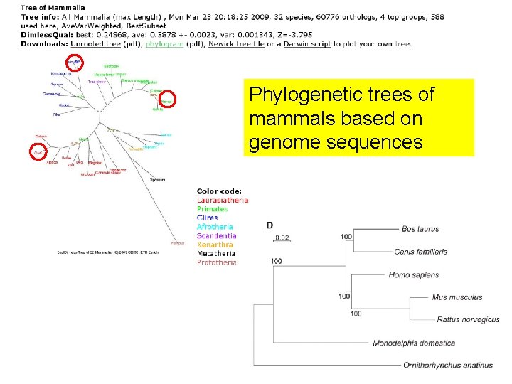Phylogenetic trees of mammals based on genome sequences 