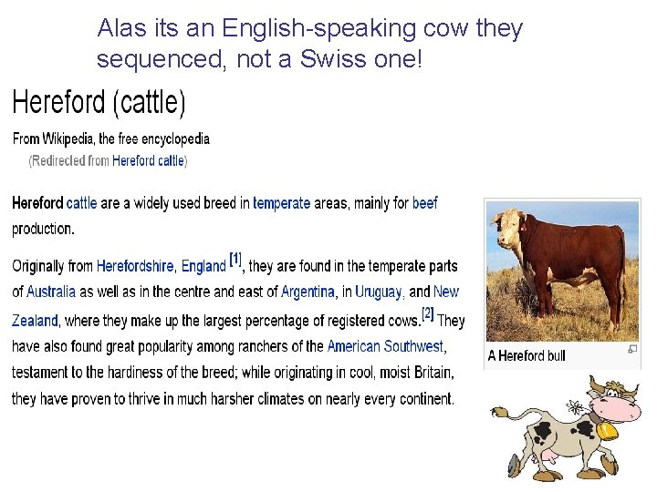 Alas its an English-speaking cow they sequenced, not a Swiss one! 