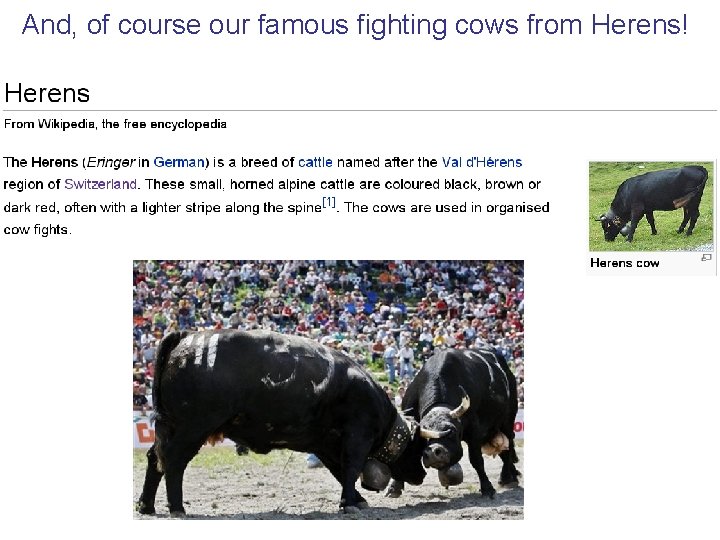 And, of course our famous fighting cows from Herens! 