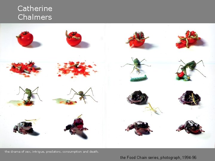 Catherine Chalmers the drama of sex, intrigue, predators, consumption and death. the Food Chain