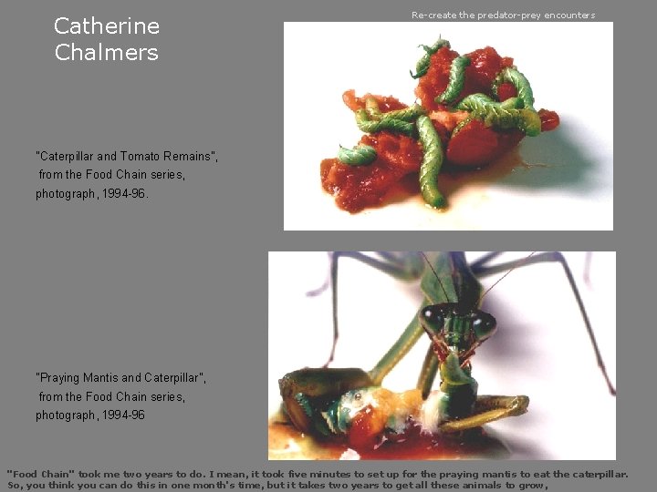 Catherine Chalmers Re-create the predator-prey encounters "Caterpillar and Tomato Remains", from the Food Chain